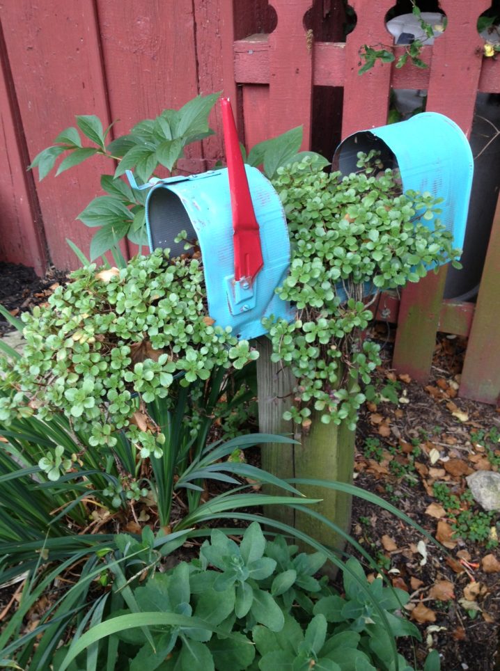 Myra-Glandons-delightful-mailbox