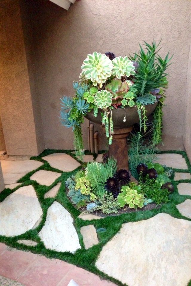 succulents in old fountain