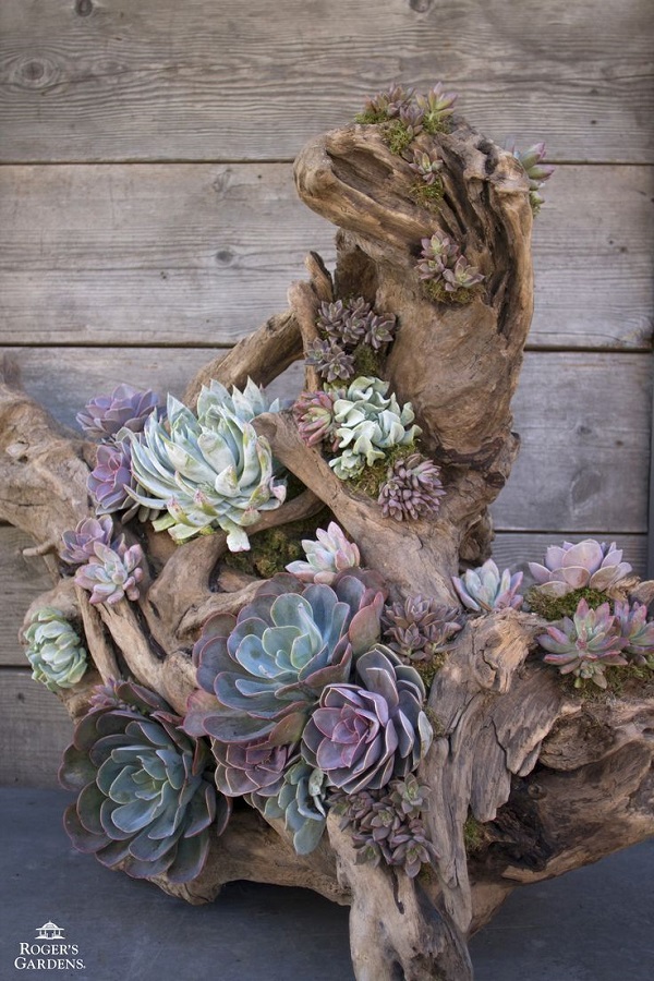 10-amazing-ways-succulents-can-decorate-your-outdoors-driftwood