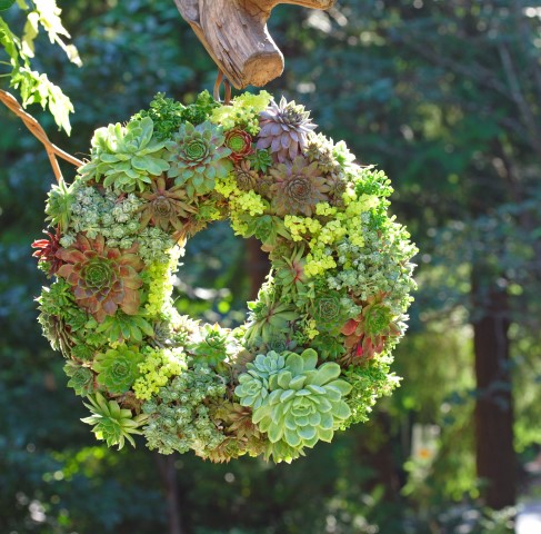 Instructions-on-how-to-make-this-beautiful-succulent-wreath-SQUARE-Small