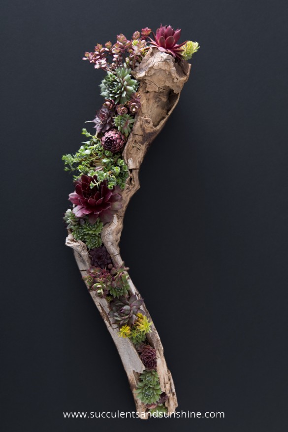 Learn-how-you-can-make-your-own-stunning-driftwood-planter-filled-with-succulents-585x877