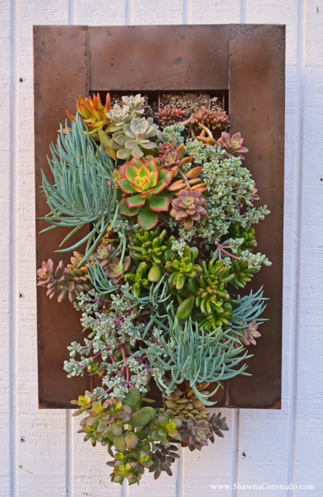 Succulent Living Wall Garden © Shawna Coronado