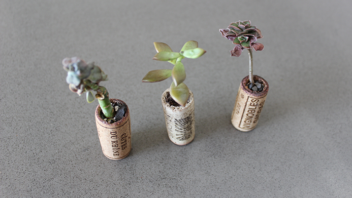 Succulents-planted-in-wine-corks