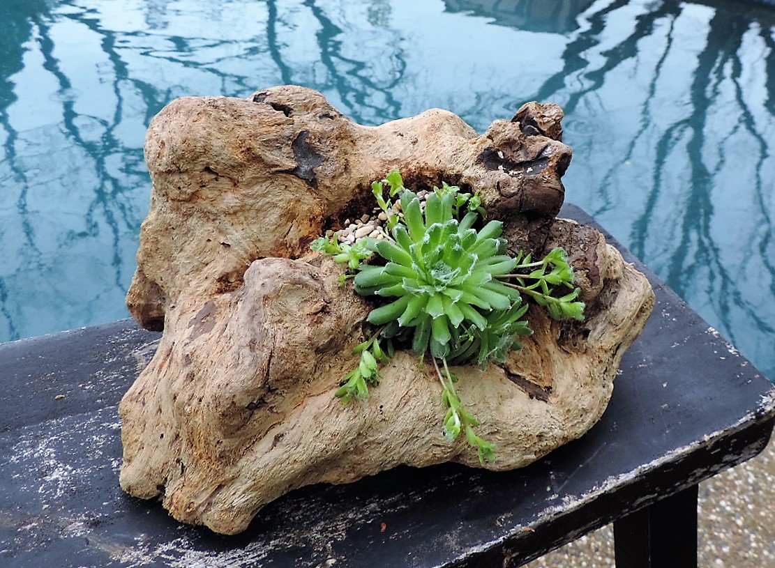 Absolutely Awesome Driftwood Planters That Will Amaze You Top Dreamer