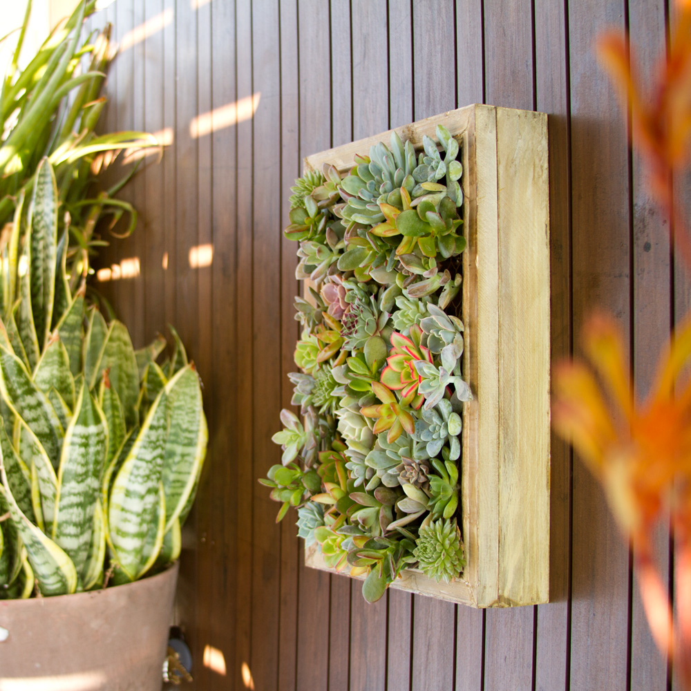 Living Succulent Frames That Look Like Great Work Of Art Top Dreamer