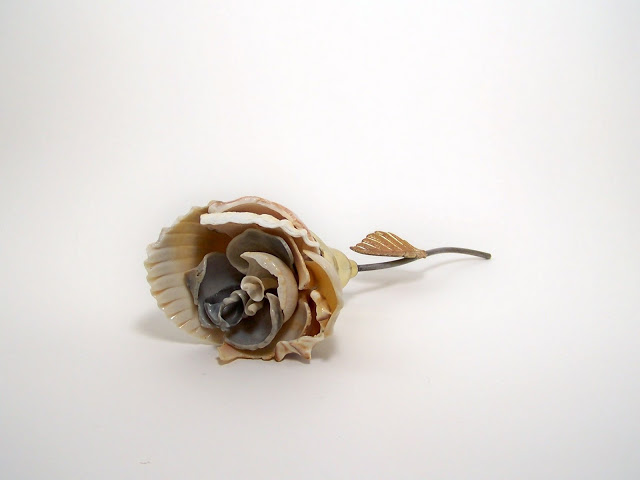 seashel rose