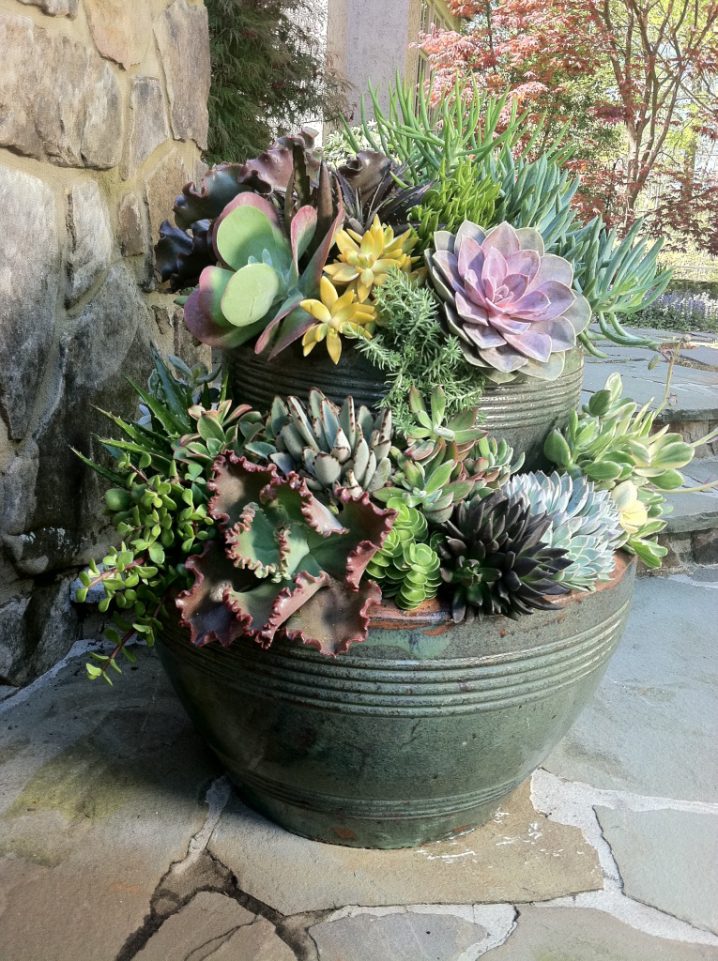 succulent-pot1