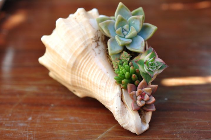 succulent shell