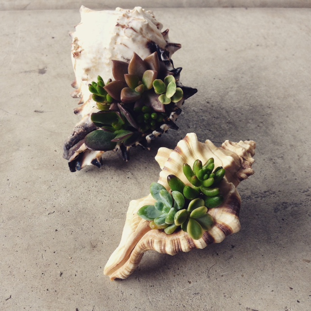 succulent shells
