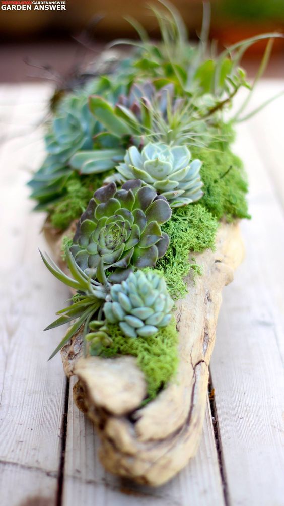 succulents in driftwood