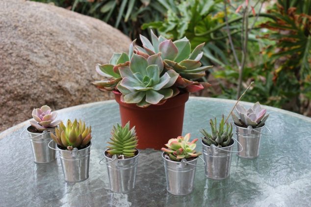 tiny planters