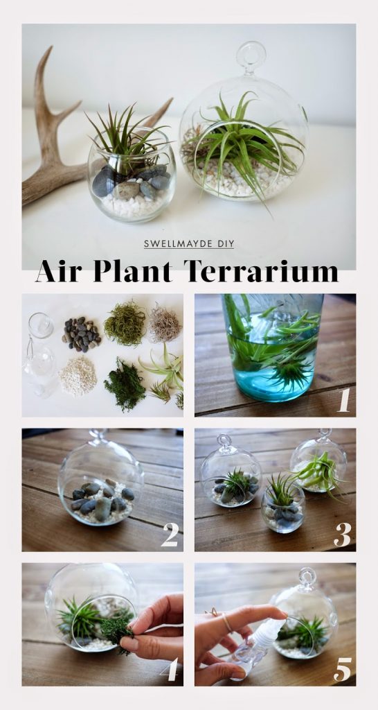 air plant terrarium