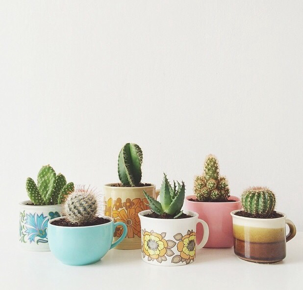 coffee mugs cactus
