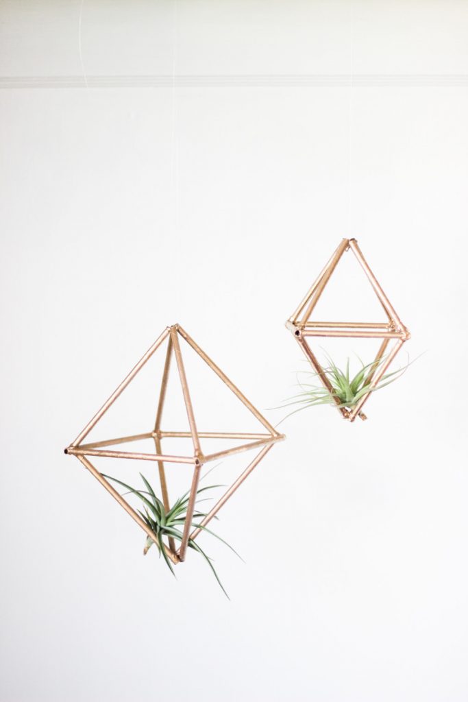 geometric air plants