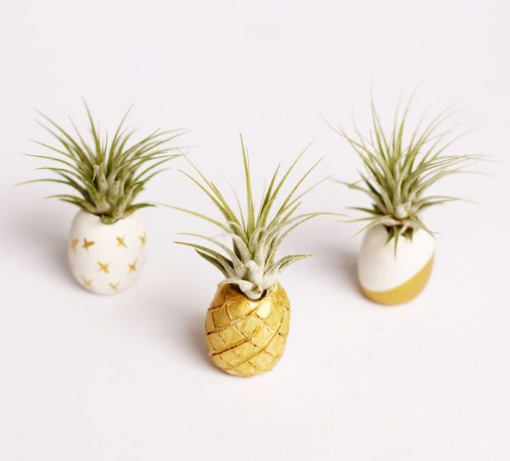 pineapple air plant holder
