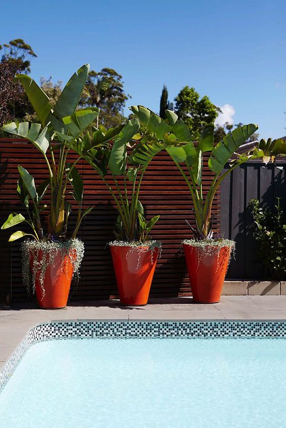 pots by the pool