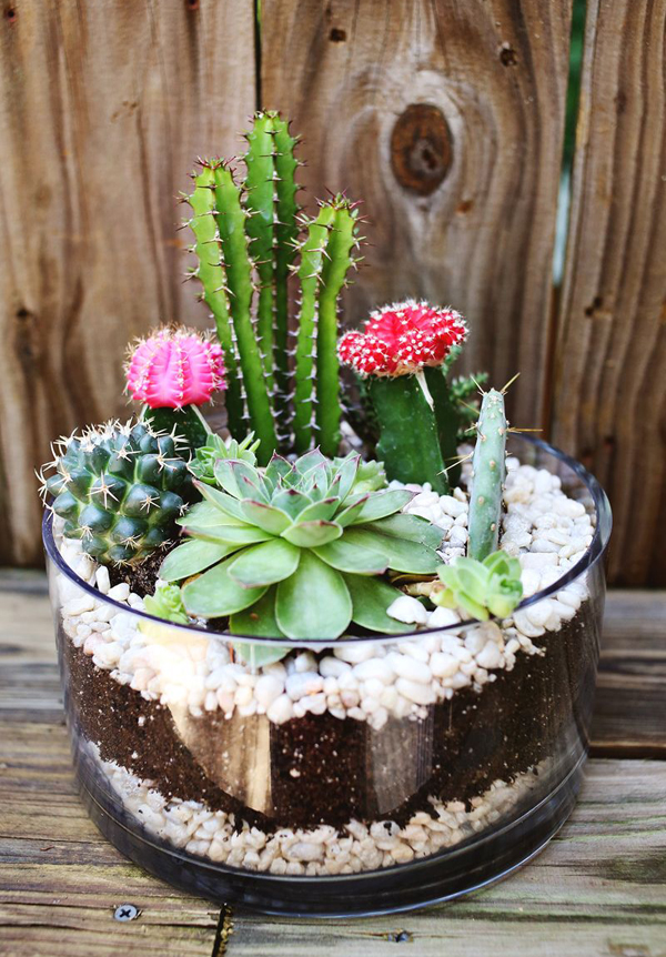 simple-cactus-garden-ideas