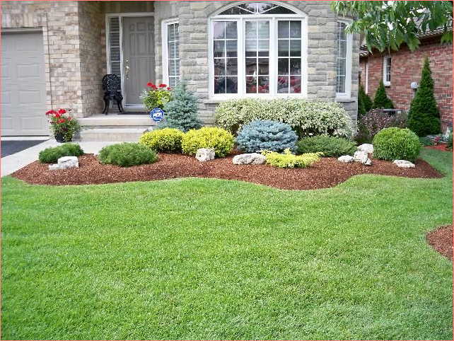 evergreen-trees-used-in-landscaping