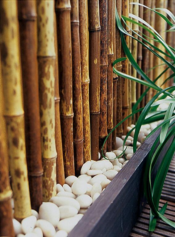 bamboo14