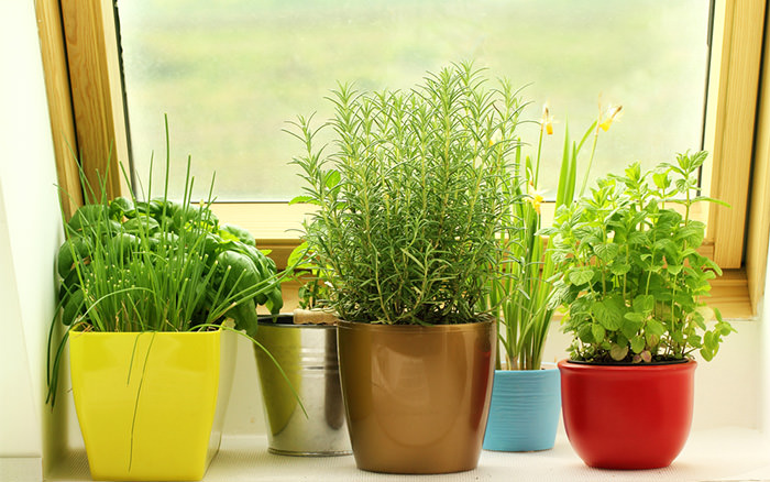 herbs-on-windowsill_mini