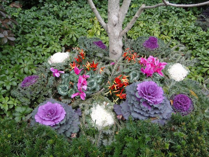 garden-with-ground-covers-and-ornamental-cabbage-plants