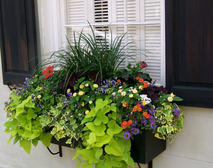 The Best Plants For Wonderful Spring Window Boxes - Top Dreamer