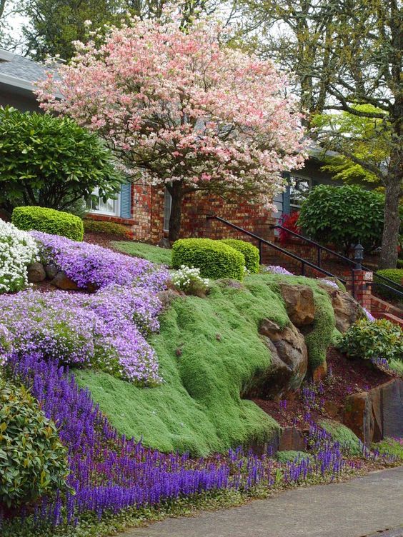 Creeping Phlox Adds A Splash Of Color To Your Landscape - Top Dreamer