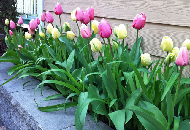 tulip flower beds 