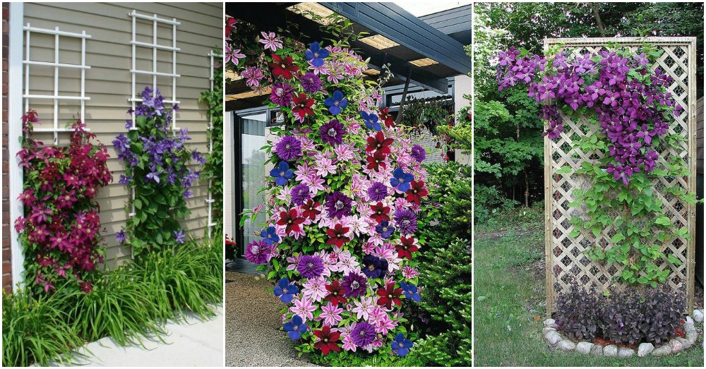 Tips For Growing Clematis To Beautify Your Outdoors