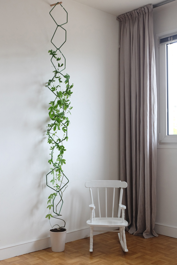 Indoor Climber Plants Are The Right Choice If You Want To Bring The